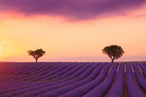 Lire la suite à propos de l’article Organiser un mariage romantique en Provence